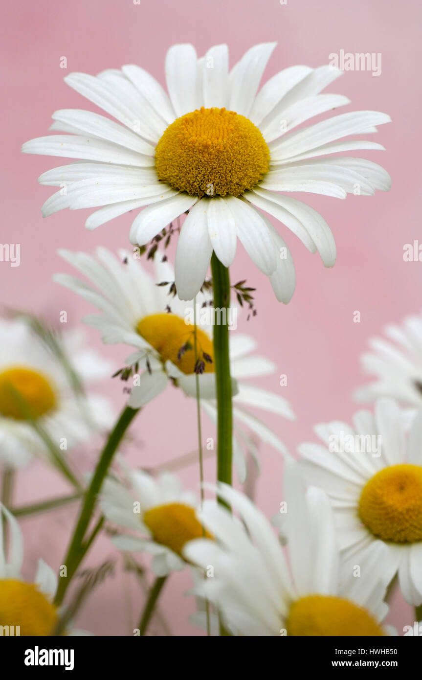 Oxeye Daisy, Leucanthemum vulgare, chrysanthemum leucanthemum
