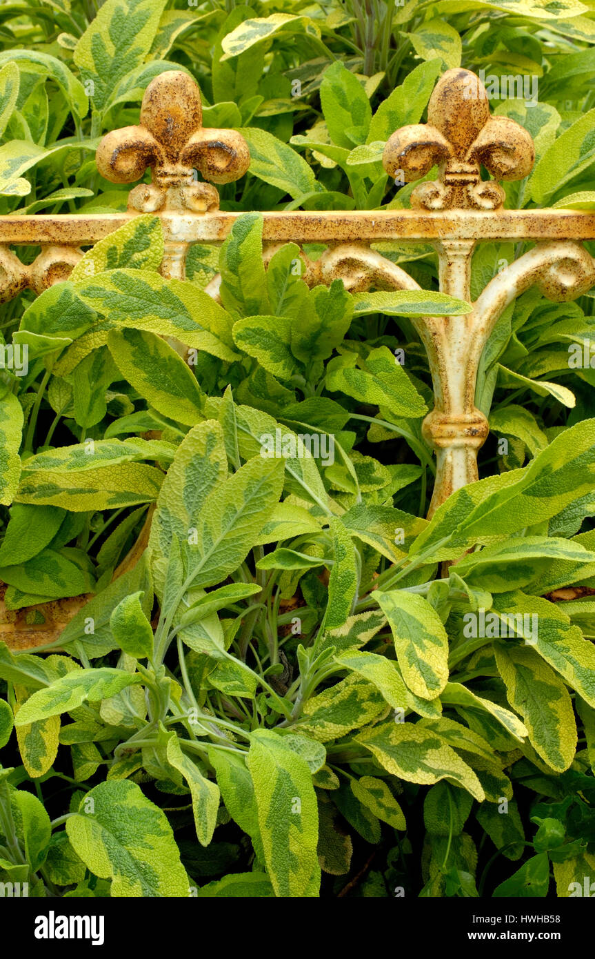Common legend Icertina, Salvia officinalis medicinal herbs, real sage Icertina, Salvia officinalis herbs, herbs, medicament plants, cloister medicine, Stock Photo