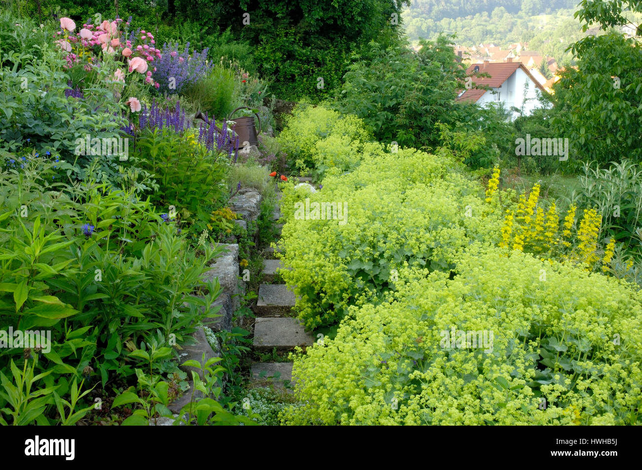 Guards path with lady see Mantle, Alchemilla vulgaris, garden path with women's coat, Alchemilla vulgaris , Garden path with Lady's Mantle / (Alchemil Stock Photo