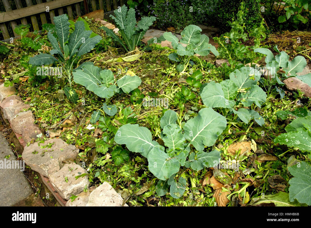 Bed of vegetables mulch, vegetable bed with salad and cabbage, gemulcht