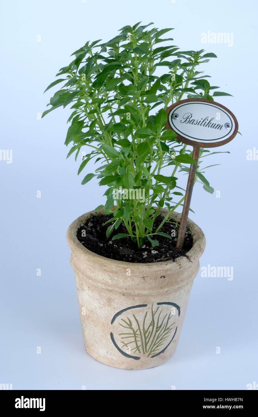 Basil, Ocimum basilicum var. minium, Greek bush basil, Ocimum basilicum