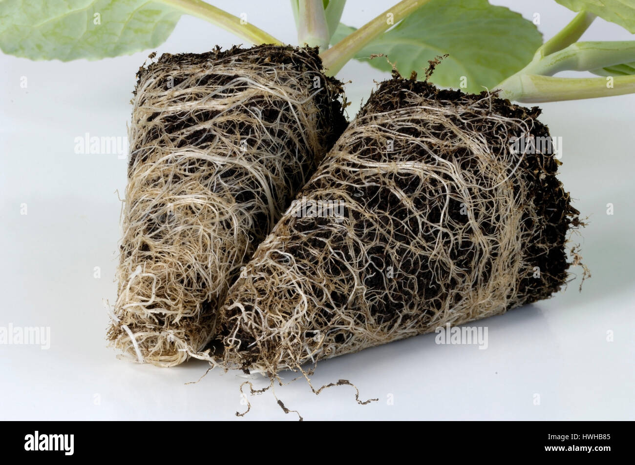 Young plans broccoli, Brassica oleracea var. italica, young vegetable