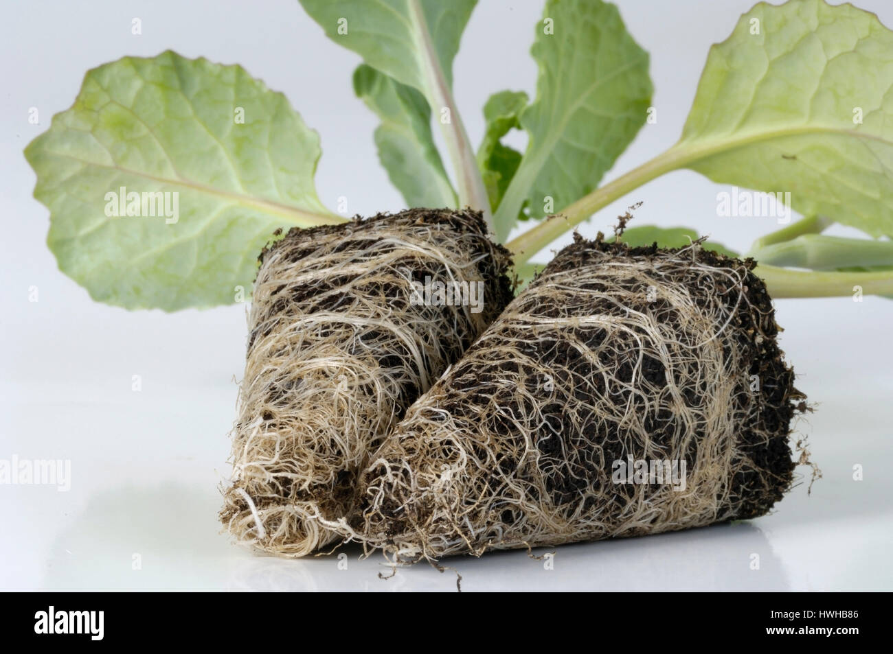 Young plans broccoli, Brassica oleracea var. italica, young vegetable