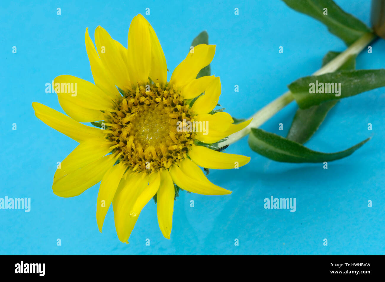 Great valley gumweed, Gumweed, Grindelia robusta, straight Grindelie, Grindelia robusta , Gumweed / (Grindelia robusta ) |  Aufrechte Grindelie / (Gri Stock Photo