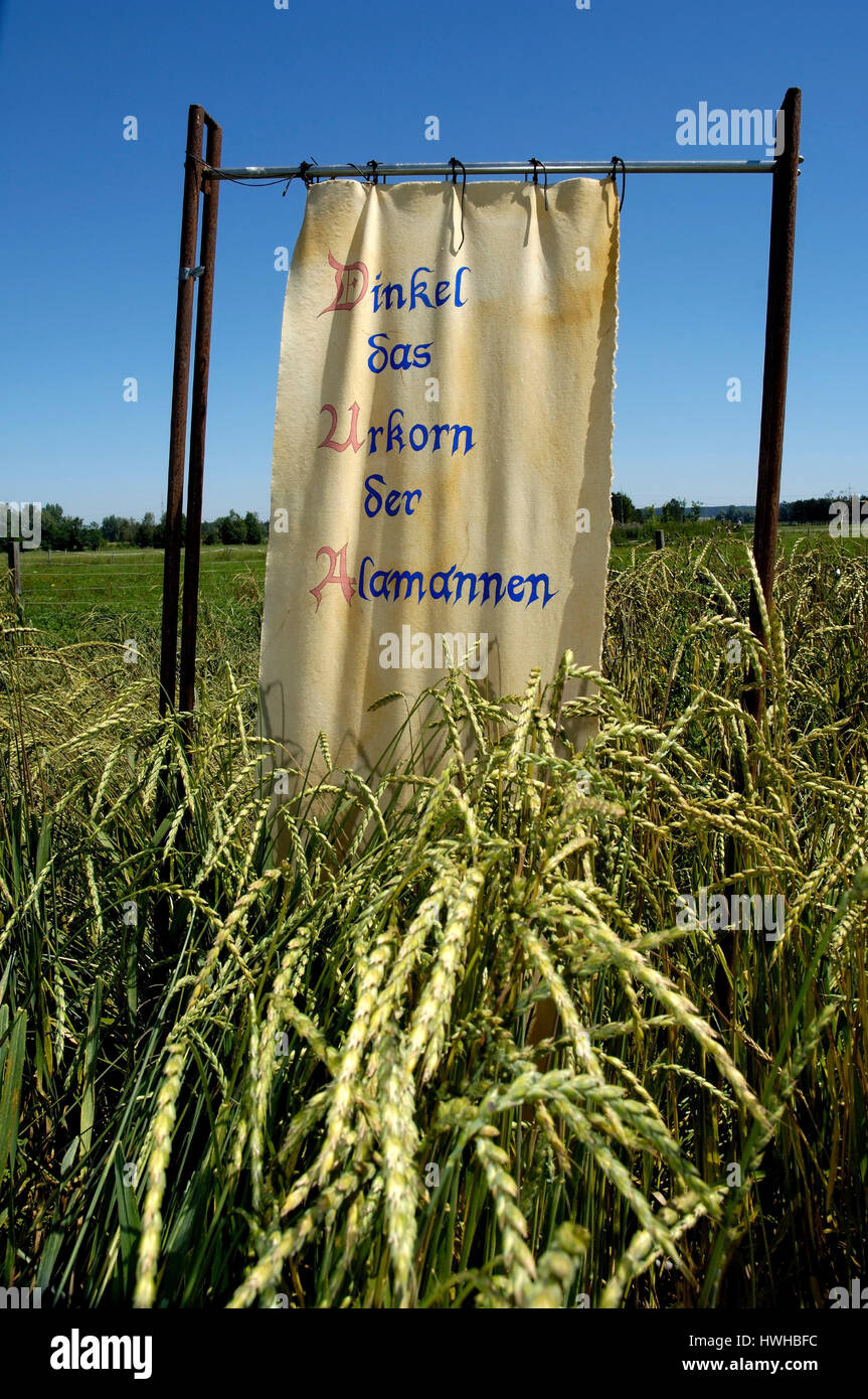 Spelt Wheat, Triticum spelta, spelt, Triticum spelta  , Spelt Wheat / (Triticum spelta) | Dinkel / (Triticum spelta) / Stock Photo