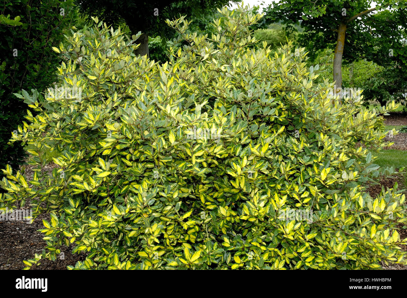 Silverberry, Silverthorn Maculata, Elaeagnus pungens, evergreen oil pasture Maculata, Elaeagnus pungens , Silverthorn 'Maculata' / (Elaeagnus pungens) Stock Photo