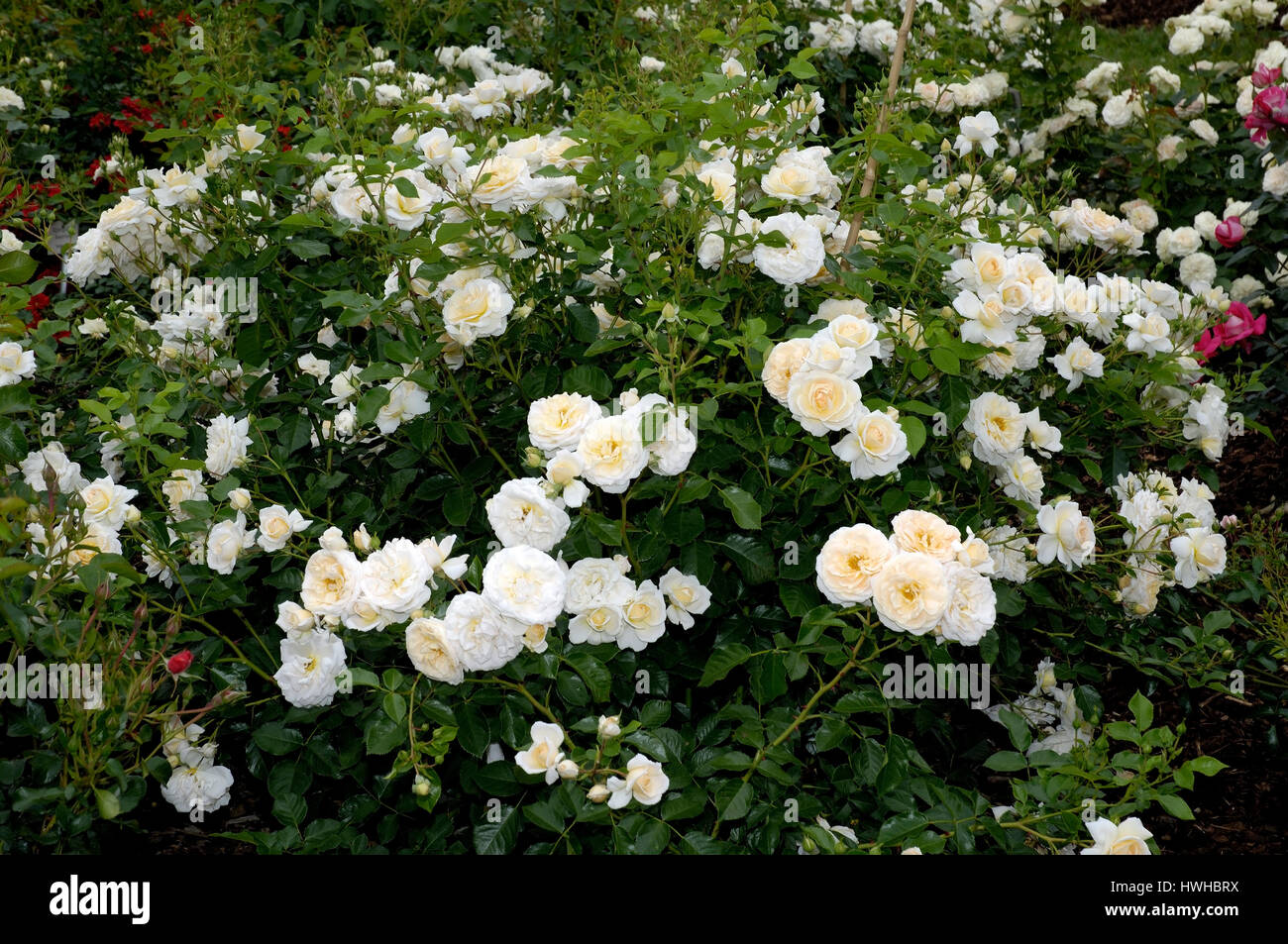 Rose snowflake, Rose spec., Bodendeckerrose Red Yersterday, Rose spec. ,  Rose 'Schneeflocke' / (Rosa spec.) | Bodendeckerrose 'Red Yersterday' /  (Ros Stock Photo - Alamy