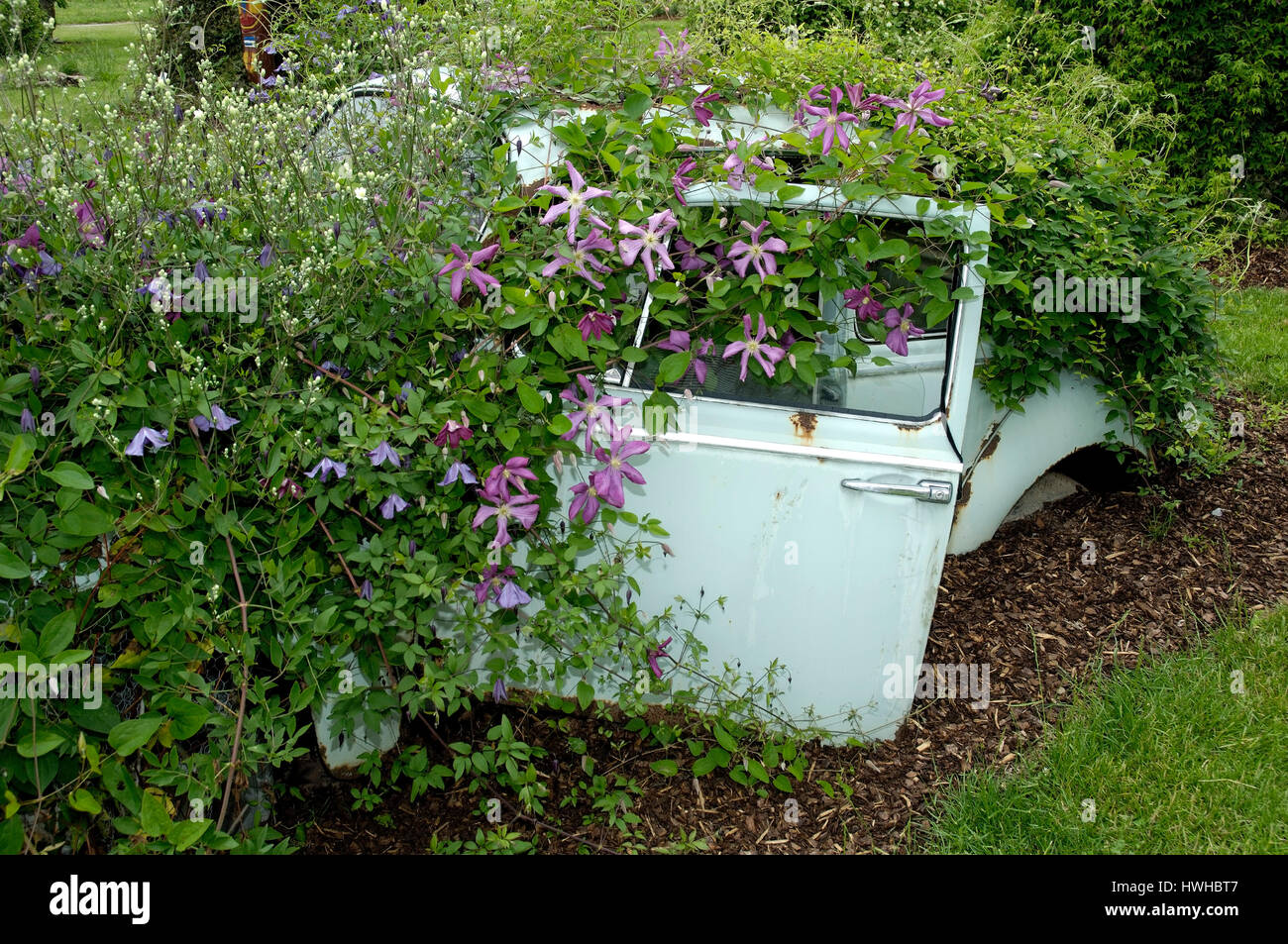 Coach wreck with blooming Clematis Margot Koster, Clematis viticella, scrap vehicle with blossoming clematises Margot Koster, Clematis viticella  , Ca Stock Photo