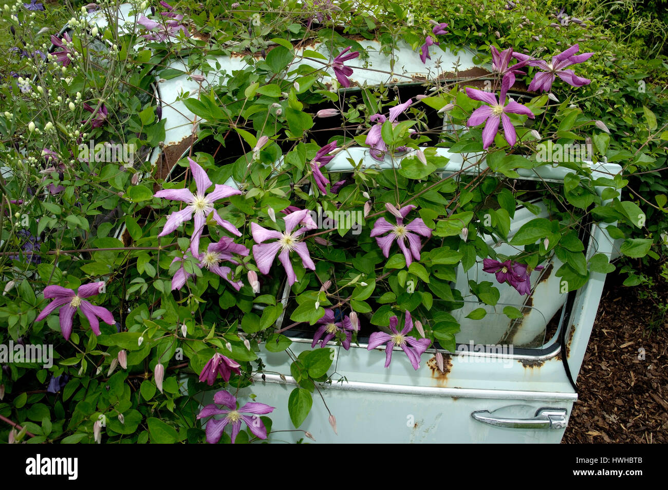 Coach wreck with blooming Clematis Margot Koster, Clematis viticella, scrap vehicle with blossoming clematises Margot Koster, Clematis viticella  , Ca Stock Photo