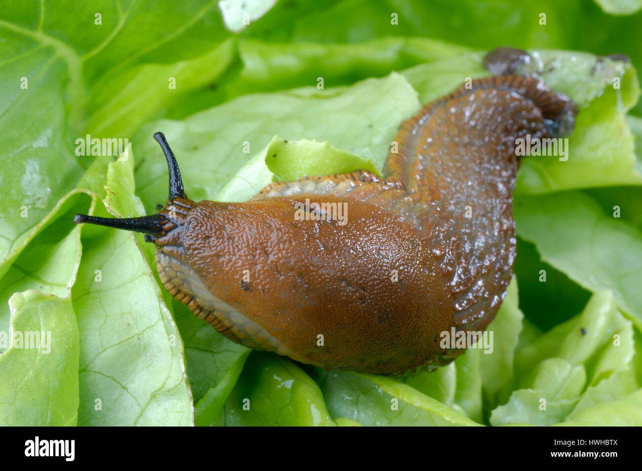 Spanish Slug, Lusitanian Slug eat salad, Arion lusitanicus, Spanish slug eats salad, Arion lusitanicus  , Lusitanian Slug eat salad / (Arion lusitanic Stock Photo