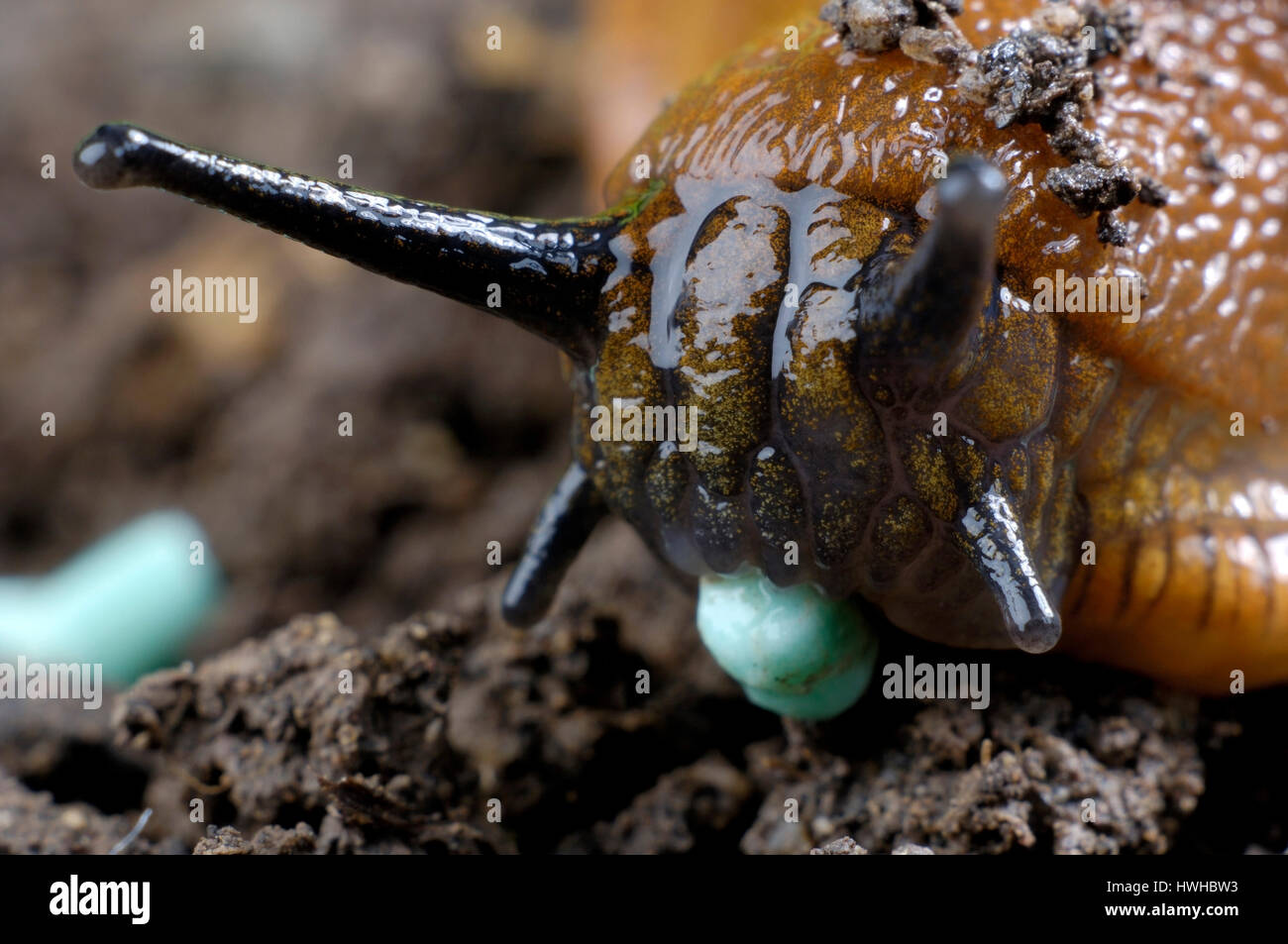 Spanish Slug, Lusitanian Slug eat poison Feramol, Arion lusitanicus, Spanish slug eats snail grain Feramol, Arion lusitanicus  , Lusitanian Slug eat p Stock Photo