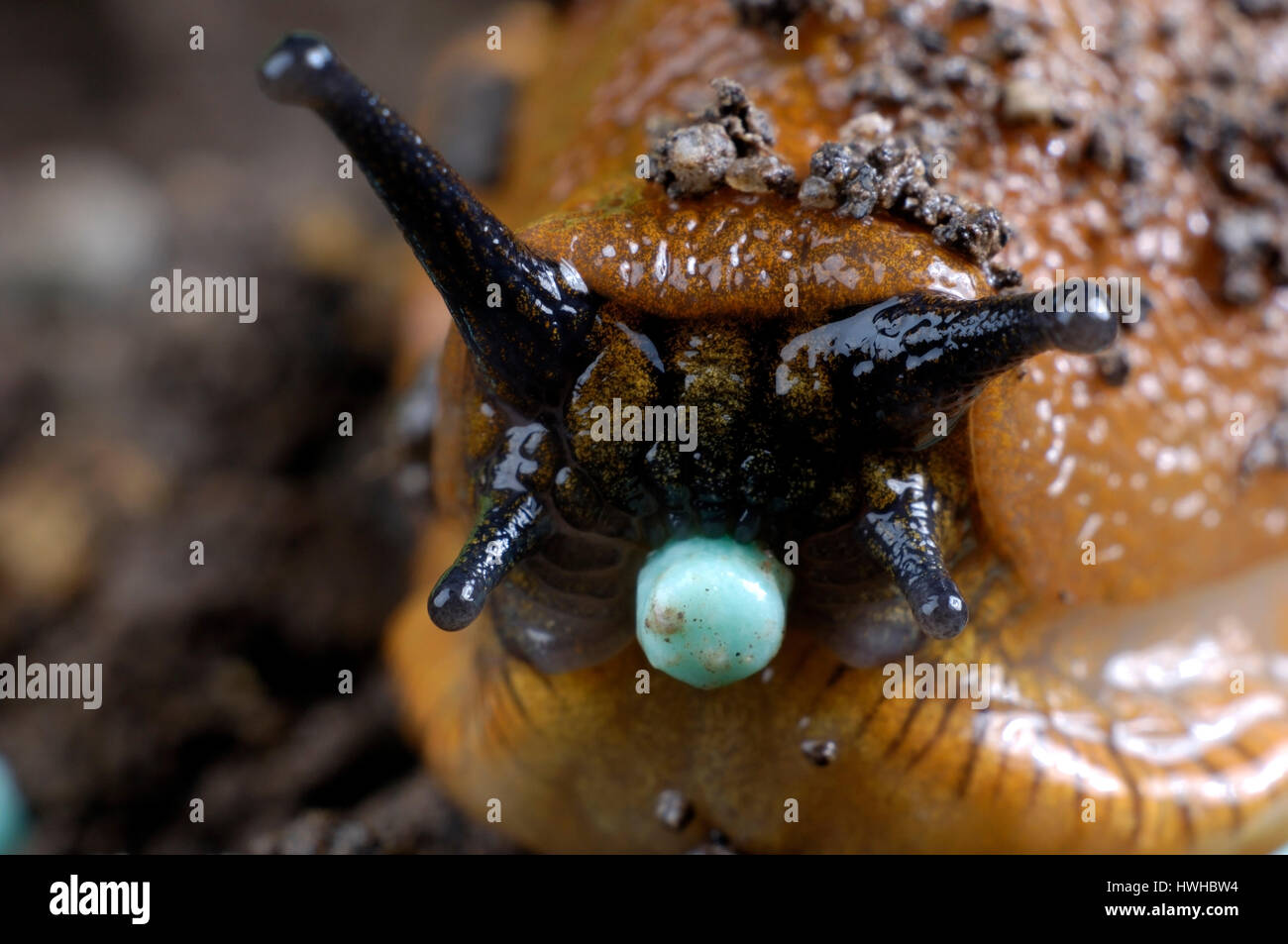 Spanish Slug, Lusitanian Slug eat poison Feramol, Arion lusitanicus