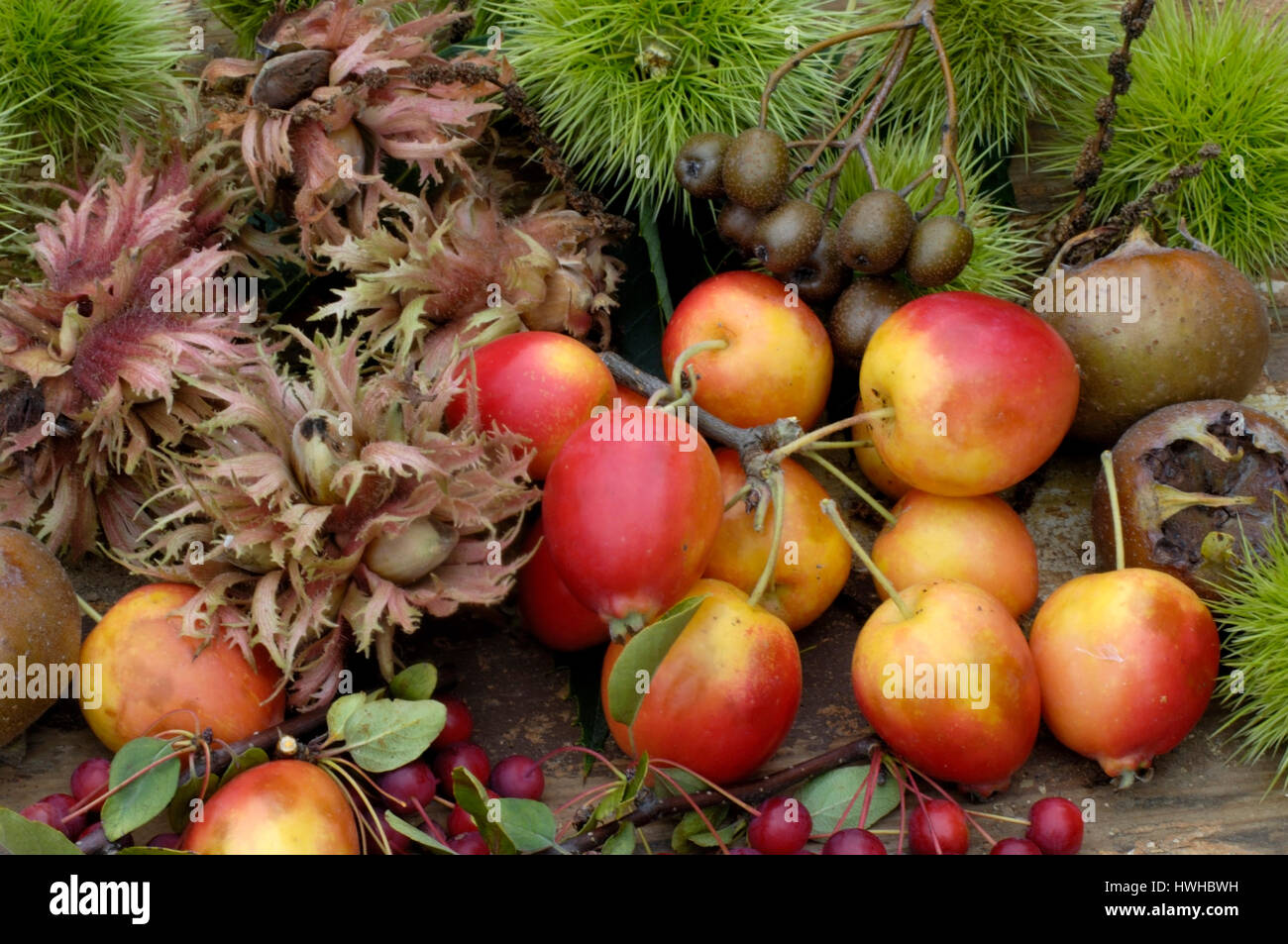 Crabapple, Malus hybrid, ornamental apple, Malus hybrid , Crabapple / (Malus hybrid) | Zierapfel / (Malus hybrid) / Stock Photo