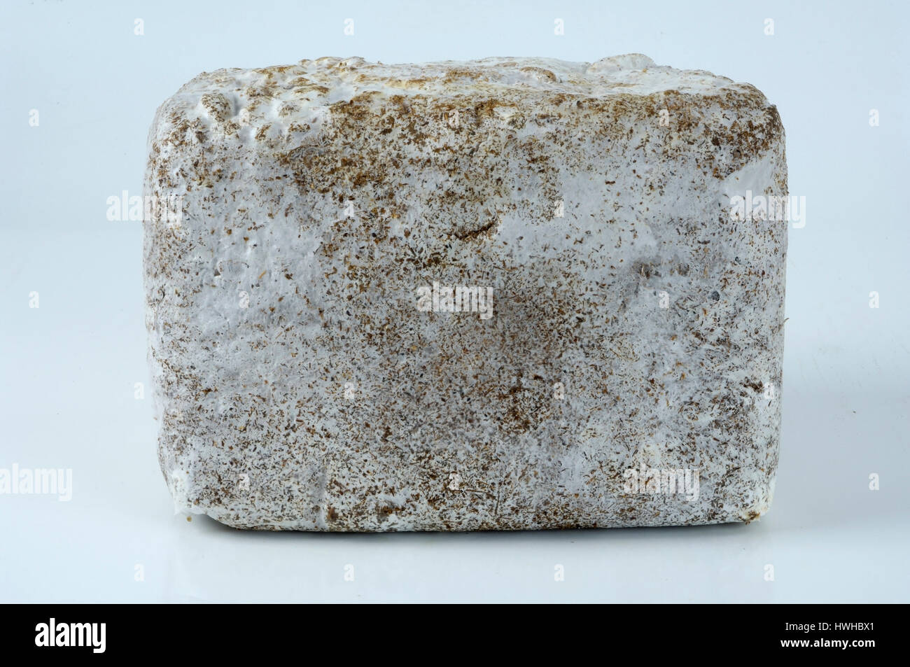 Substrate block Kraeuterseitling, Pleurotus eryngii food mushrooms