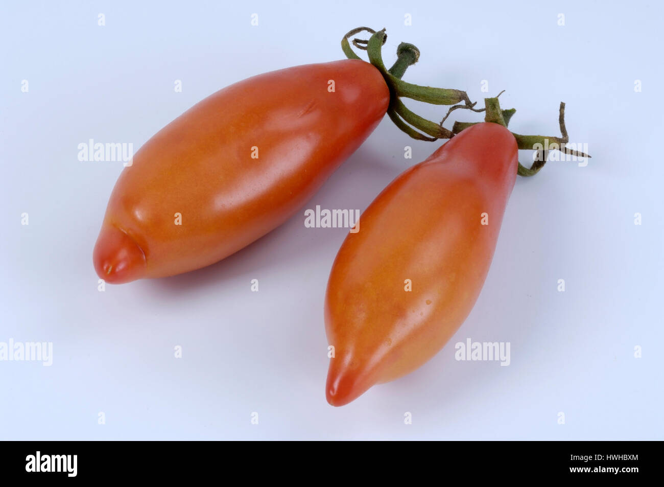 Tomatoes farmer tomato Honduras, Solanum lycopersicum, tomatoes farm tomato from Honduras, Solanum lycopersicum  , Tomatoes 'Farmer tomato Honduras' / Stock Photo