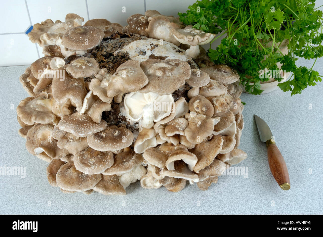 Shiitake Mushrooms, Lentinus edodes, Shiitake mushroom, Lentinus edodes food mushrooms, Shiitakepilze, Shitake, , Shiitake Mushrooms / (Lentinus edode Stock Photo