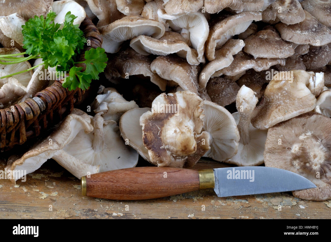 Shiitake Mushrooms, Lentinus edodes, Shiitake mushroom, Lentinus edodes food mushrooms, Shiitakepilze, Shitake, , Shiitake Mushrooms / (Lentinus edode Stock Photo