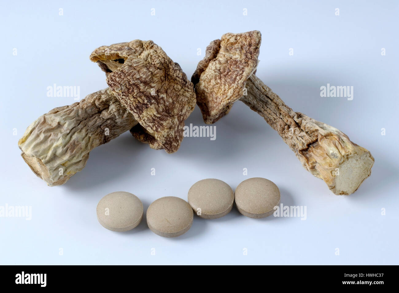 Hime-matsutake, dry and pills, Agaricus blazei Murrill, almond mushroom, dry and tablets, Agaricus blazei Murrill food mushrooms, remedial mushrooms,  Stock Photo