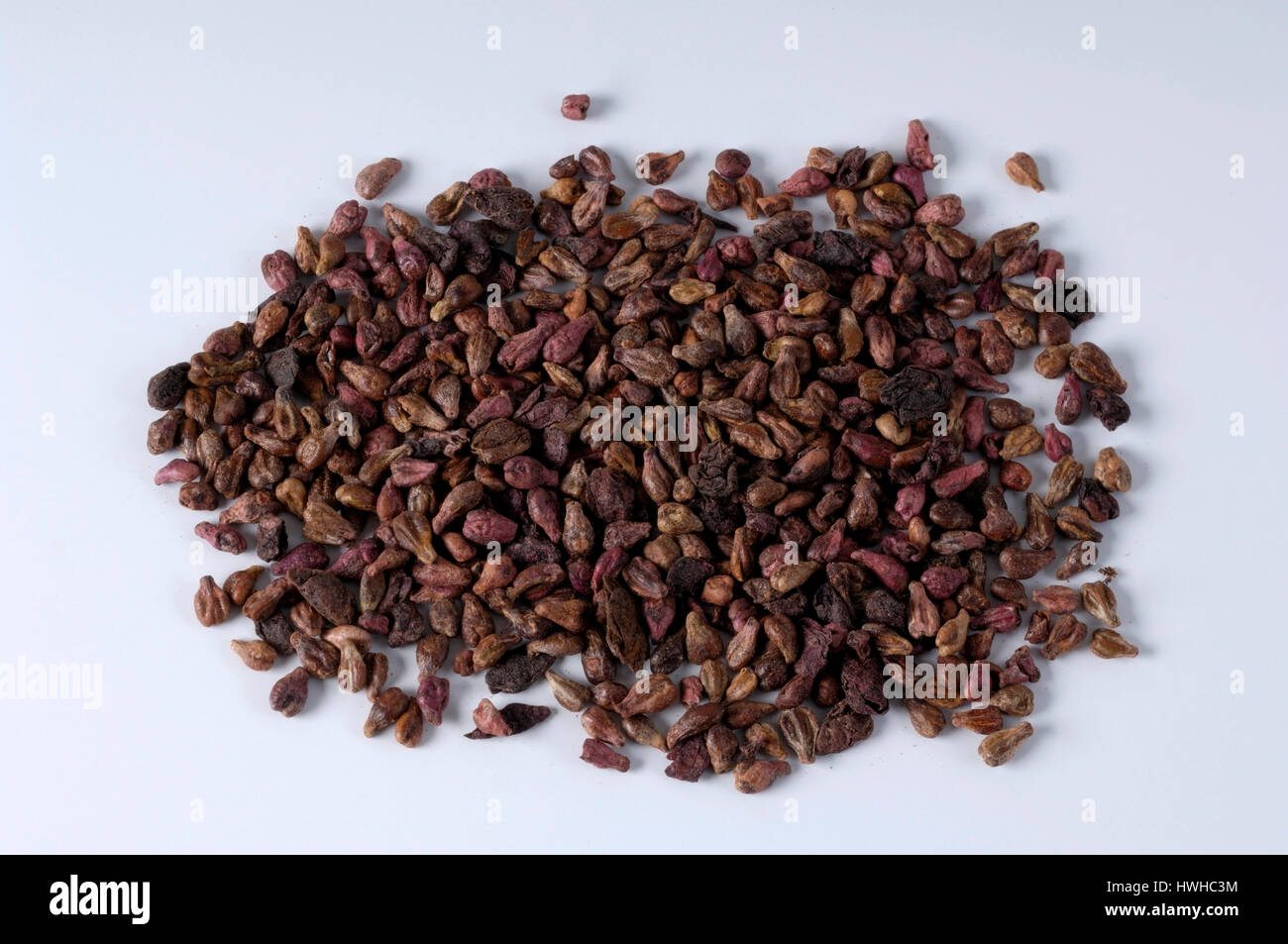 Common Grape, Vine grape seeds, Vitis vinifera, vine, real vine, seed, cores, Vitis vinifera