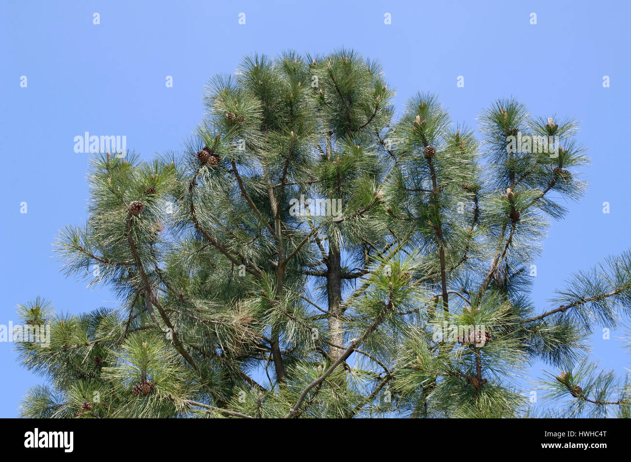 Ponderosa Pine, Pinus ponderosa, yellow pine, golden pine, Pinus ponderosa  , Ponderosa Pine / (Pinus ponderosa) | Gelb-Kiefer, Gold-Kiefer / (Pinus p Stock Photo