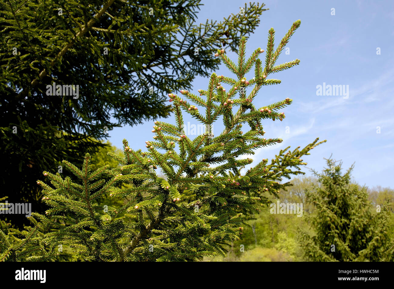 Oriental spruce, Picea orientalis, Caucasus spruce, East spruce, Picea orientalis , Oriental spruce / (Picea orientalis) | Kaukasus-Fichte, Orient-Fic Stock Photo