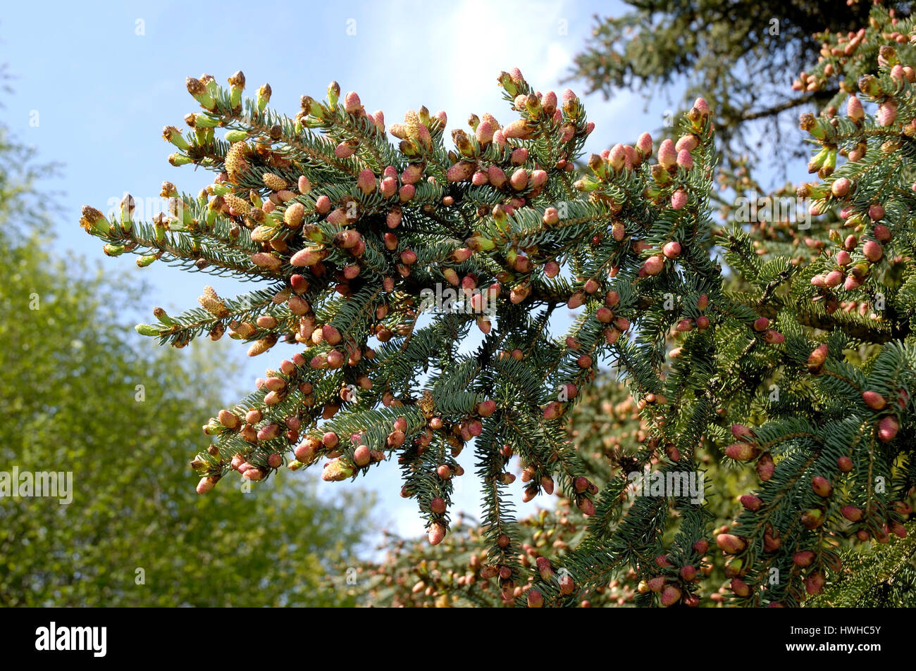 White Spruce, Picea glauca, sugar loaf spruce, mould spruce, Picea glauca   , White Spruce / (Picea glauca ) | Zuckerhut-Fichte, Schimmel-Fichte / (Pi Stock Photo