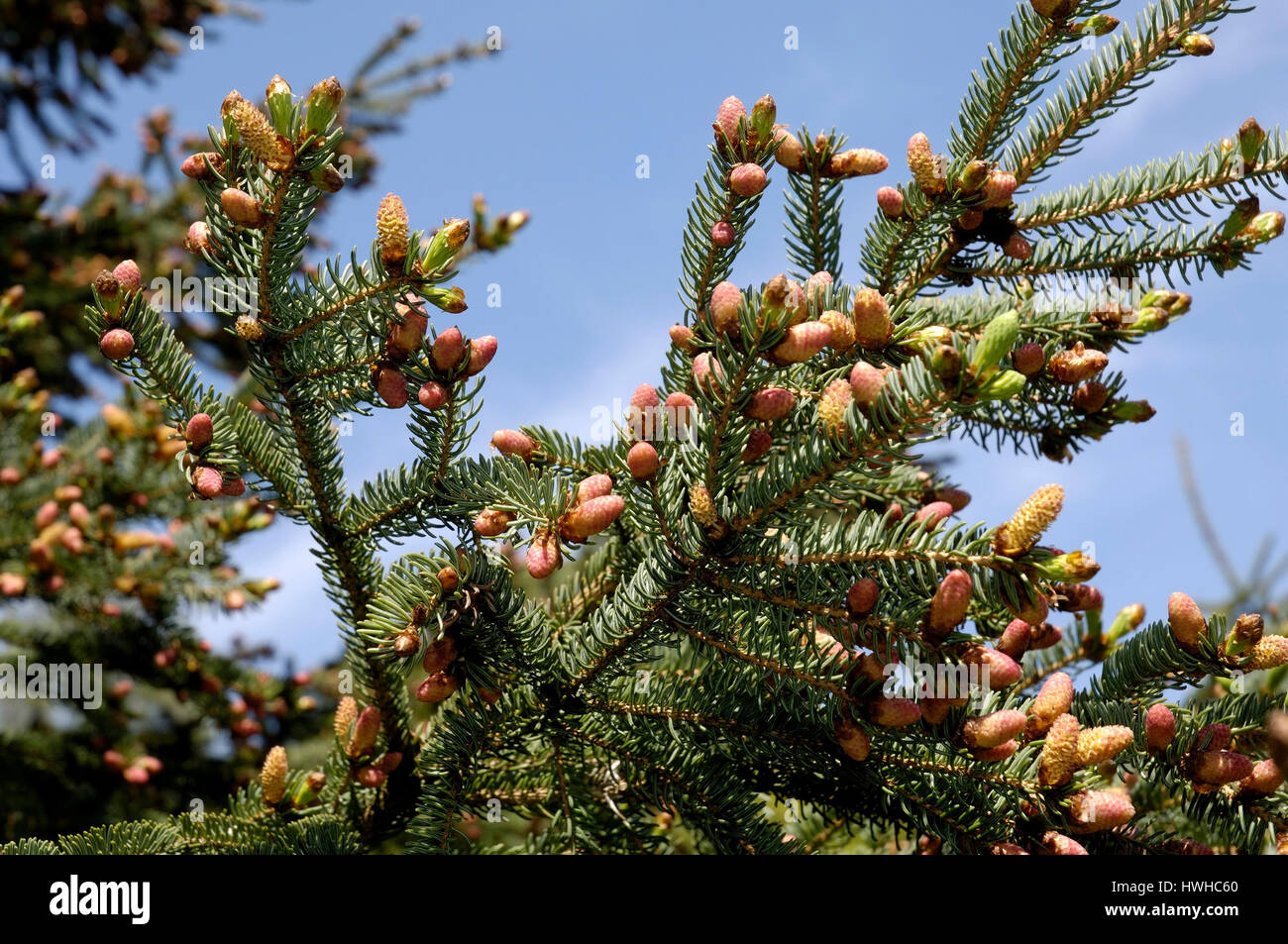 White Spruce, Picea glauca, sugar loaf spruce, mould spruce, Picea glauca   , White Spruce / (Picea glauca ) | Zuckerhut-Fichte, Schimmel-Fichte / (Pi Stock Photo