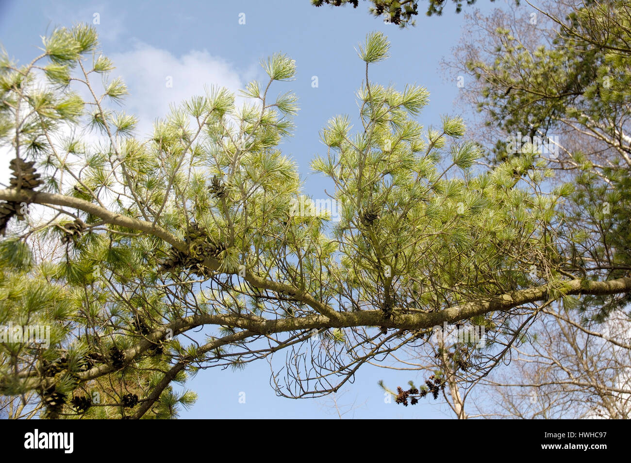 Japanese White Pine, Pinus parviflora, blue girl's pine, Pinus parviflora  , Japanese White Pine / (Pinus parviflora) | Blaue Maedchenkiefer / (Pinus  Stock Photo