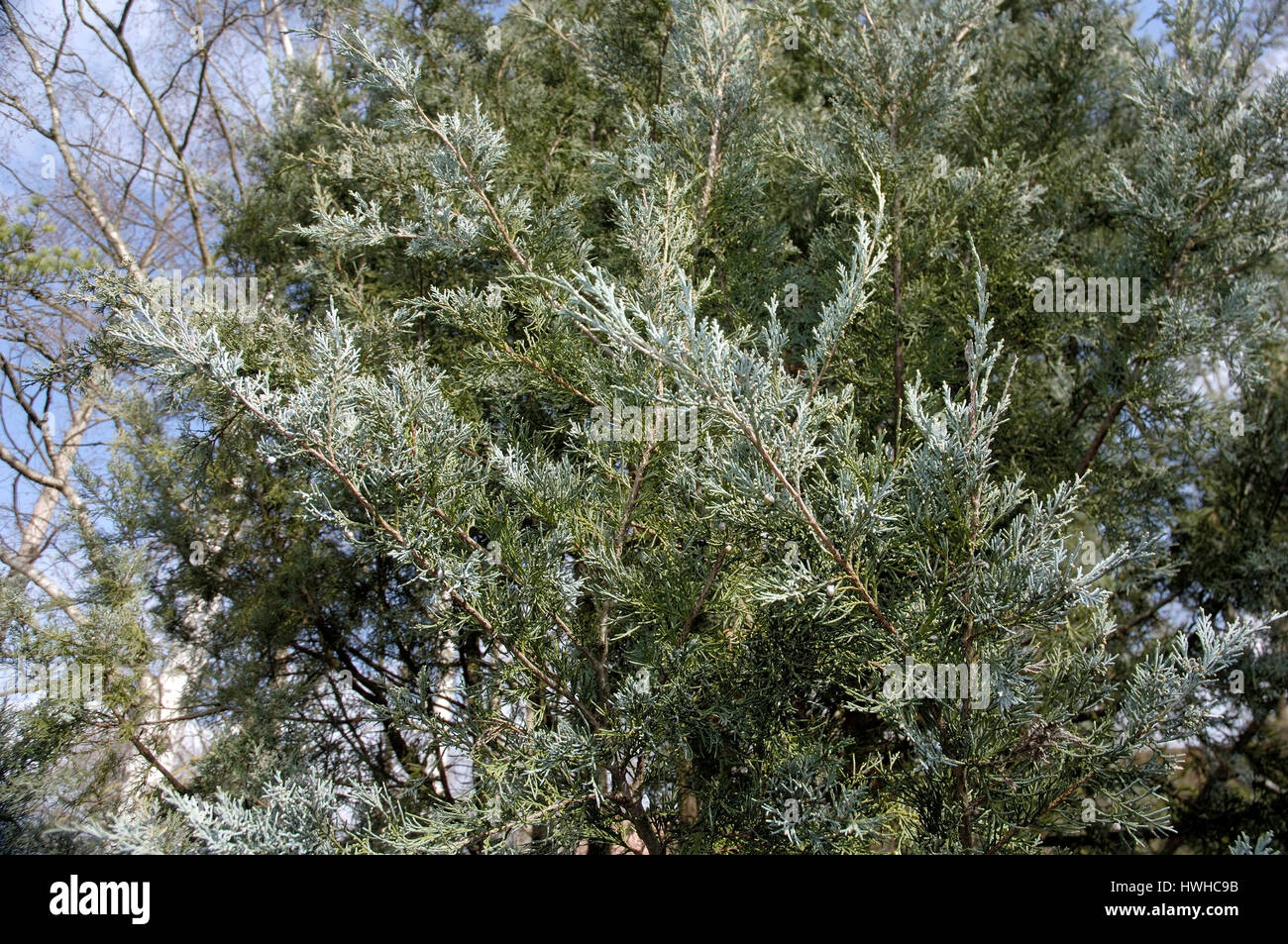 Rocky Mountain juniper Blue heaven, Juniperus scopulorum, juniper Blue heaven, Juniperus scopulorum  , Rocky Mountain juniper 'Blue heaven' / (Juniper Stock Photo