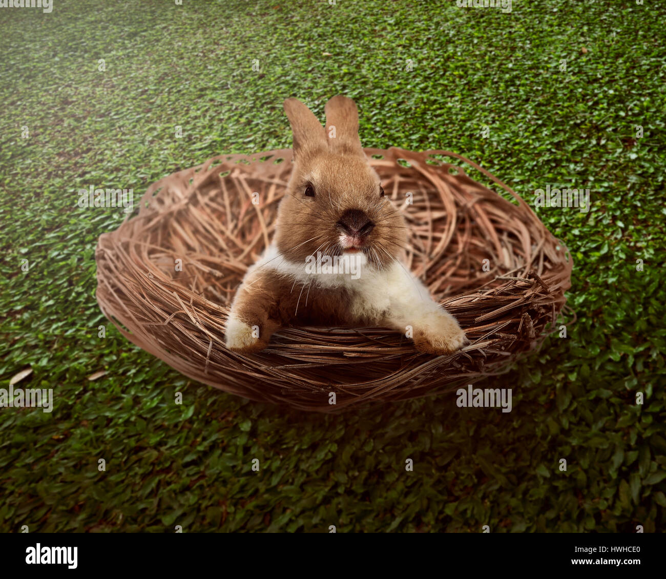 Cute easter bunny inside the nest. Happy easter concept Stock Photo