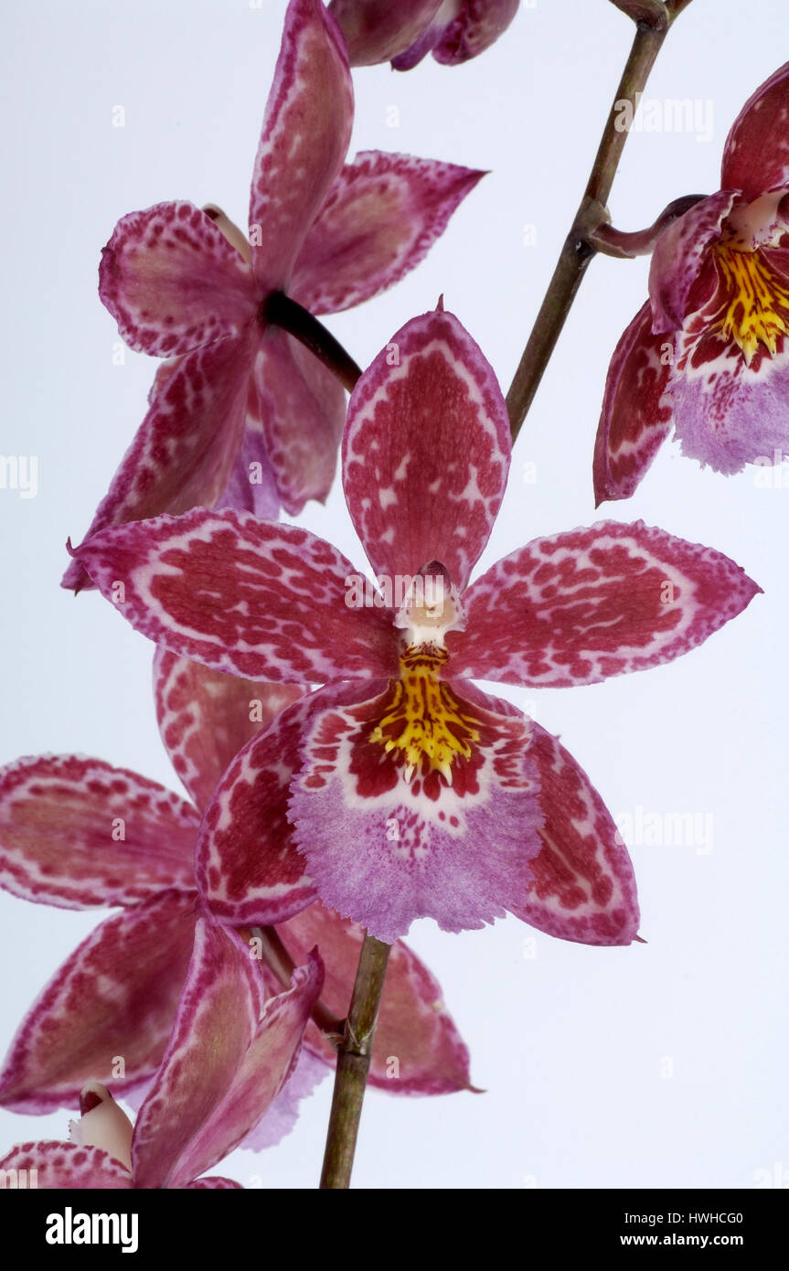 Vuylstekeara, Vuylstekeara Z?chtung from the types Odontoglossum, Miltonia and Cochlioda. She received her name to honour of a famous one , Vuylstekea Stock Photo