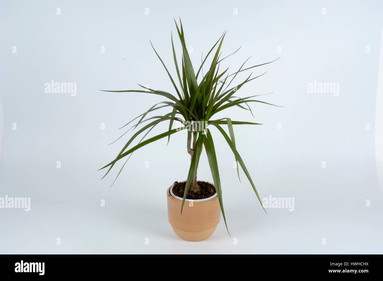 Dracaena, Dracaena marginata, dragon's tree, Dracaena marginata , Dracaena / (Dracaena marginata) | Drachenbaum / (Dracaena marginata) Stock Photo