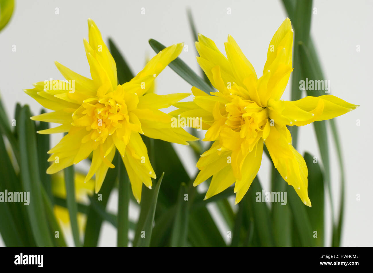 Daffodil Rip van Winkle, Narcissus spec., daffodils, Narcissus Rip van ...