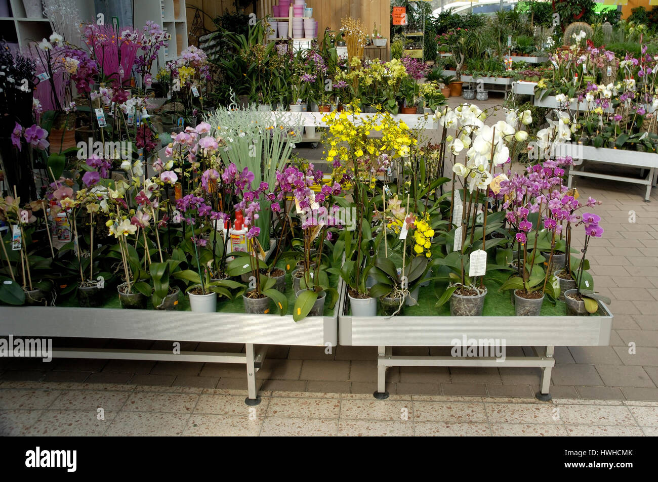Nursery with orchid, garden centre orchids in a market garden, Nursery