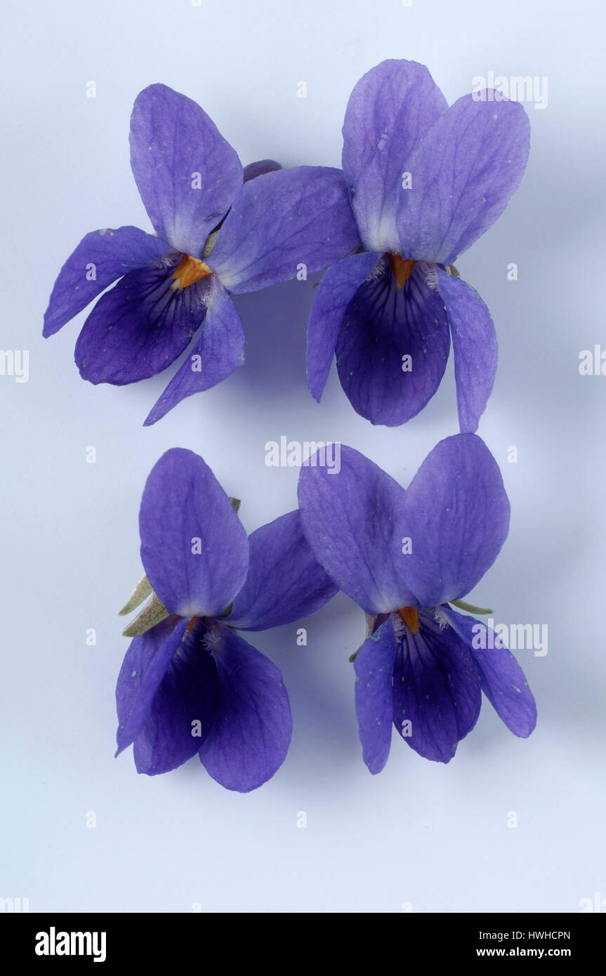 Violet, viola odorata, violets of perfume, viola odorata March violet