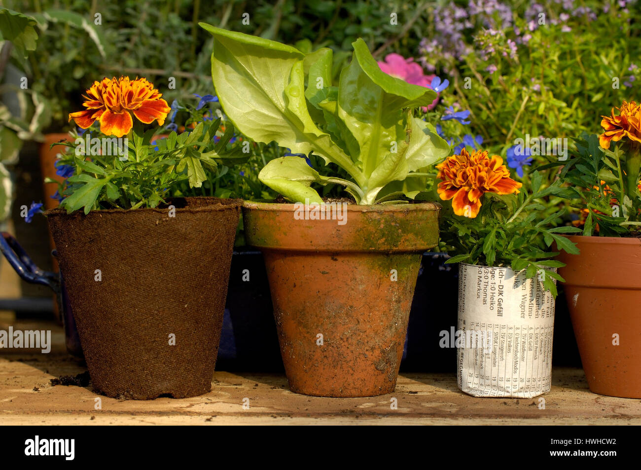 Young plants, Salad, French marigold in diffrent pot, plant cultivation