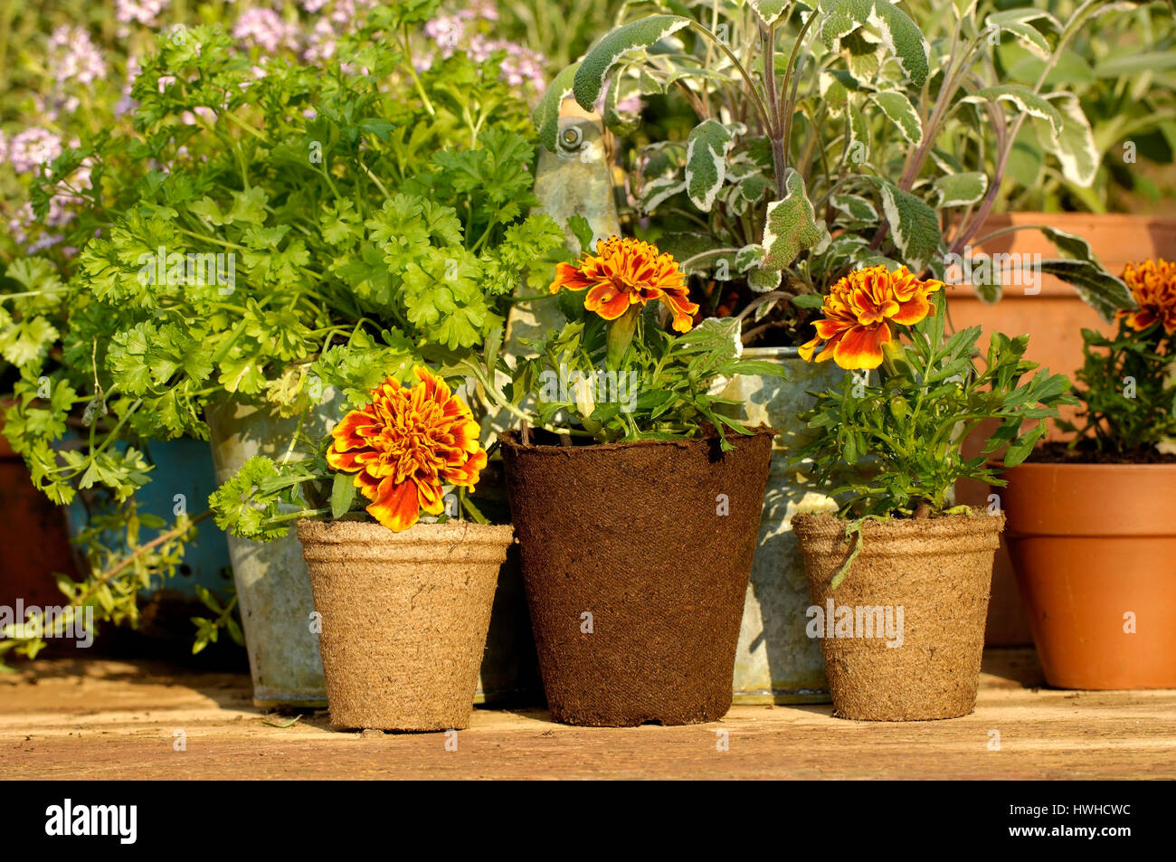 Young plants, French marigold and thyme, Thymus citriodorus, plant cultivation, French marigold, Studenblume and thyme, Thymus citriodorus  , tagetes  Stock Photo