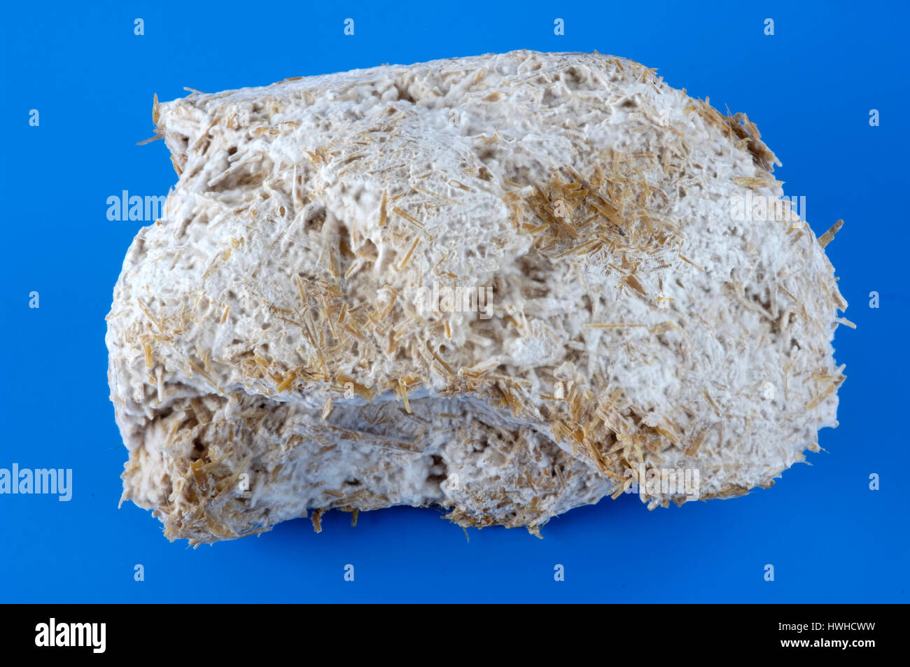 Oyster Mushroom, Mycel, Pleurotus ostreatus, oyster mushroom Pilzmycel for the mushroom breeding, Pleurotus ostreatus food mushrooms, Mycel / (Pleurot Stock Photo