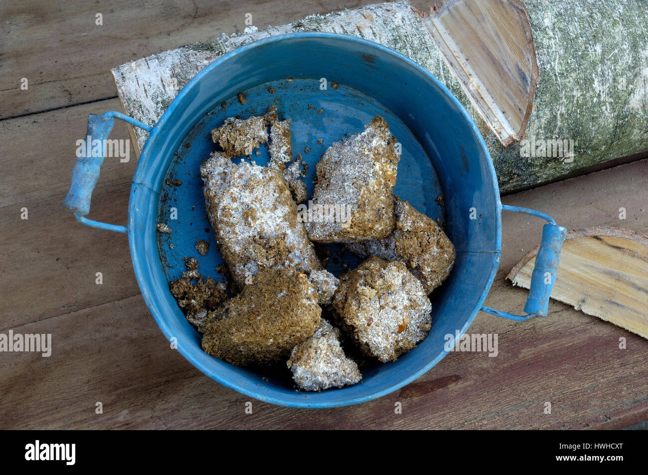 Mushroom breeding, mushroom substrate Shiitake with birch trunk food