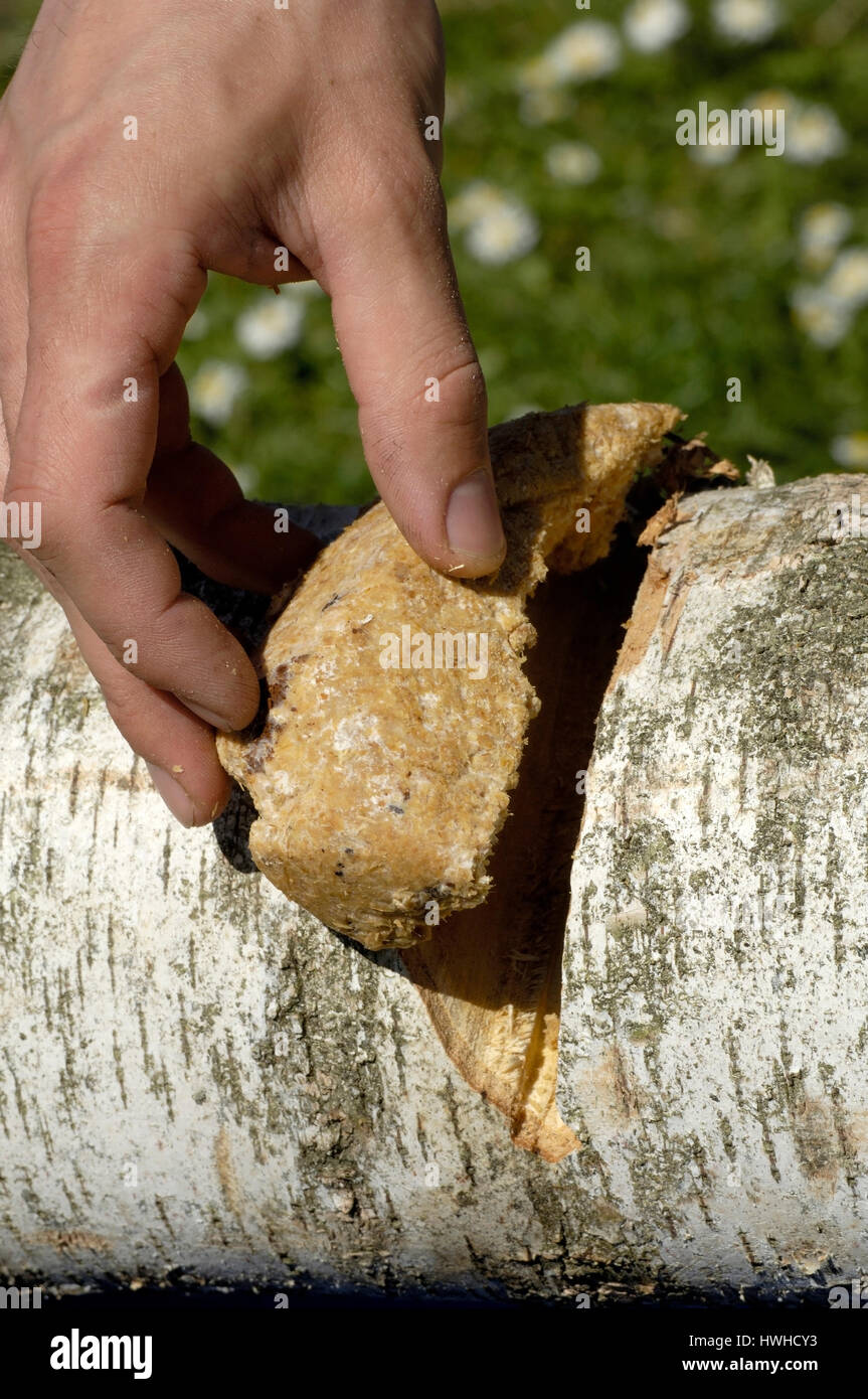 Mushroom breeding, substrate Shiitake is introduced in birchwood food mushrooms, Pilzzucht, Substrat Shiitake wird in Birkenholz eingebracht / Speisep Stock Photo
