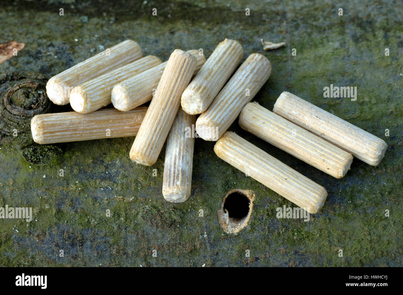 Mushroom breeding, wooden rawl plug with substrate Shiitake food