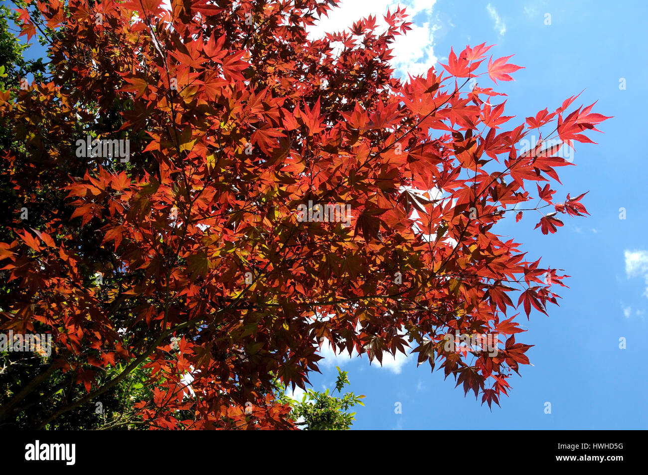 Japanese maple, Acer palmatum, fields Maple, Acer palmatum fields Maple