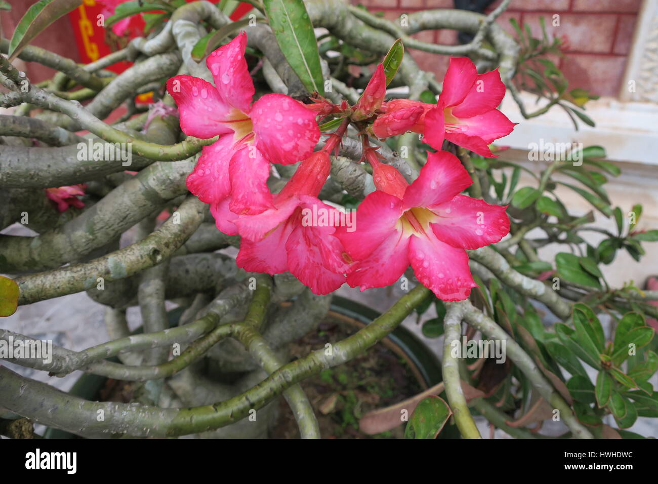 hawaiian air plant Tillandsia ionantha Hawaiian Red. (ionantha mexico x ionantha vanhynin   Tillandsia In Hawaii