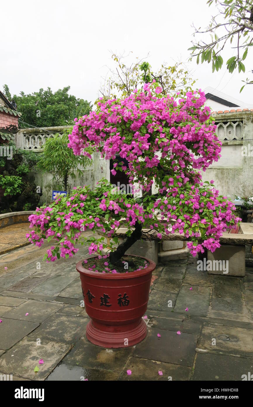 Beautiful flowering bonsai tree in a colorful pot on a yard at the