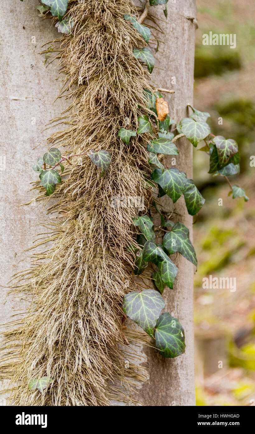 natural background with ivy leaves and hairy rootlets on bark Stock ...