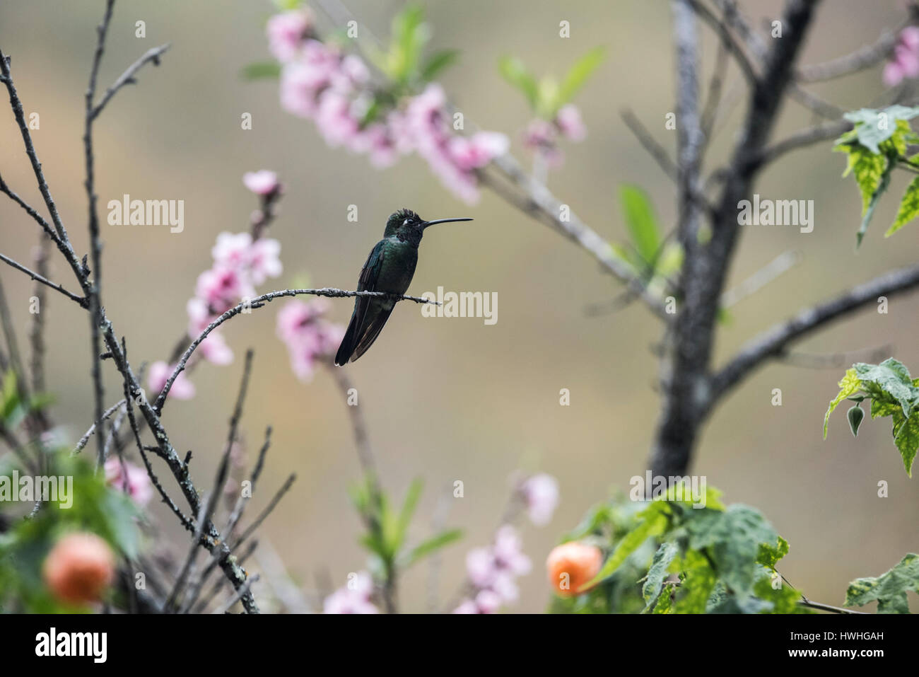 A perched Magnificent Hummingbird (Eugens fulgens) in Chiapas State, Mexico Stock Photo