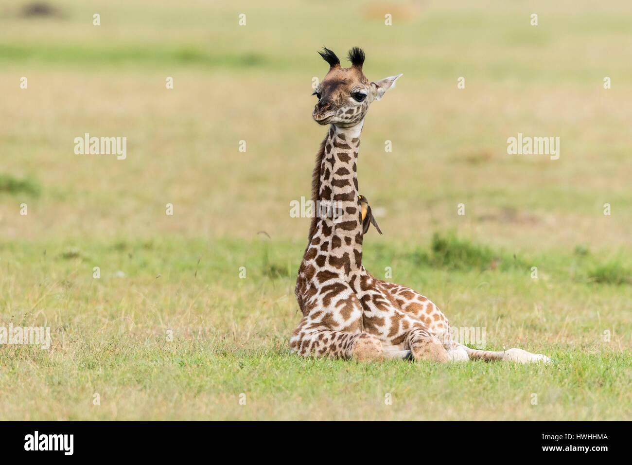 Kenya, Masai-Mara Game Reserve, Girafe masai (Giraffa camelopardalis), baby resting Stock Photo