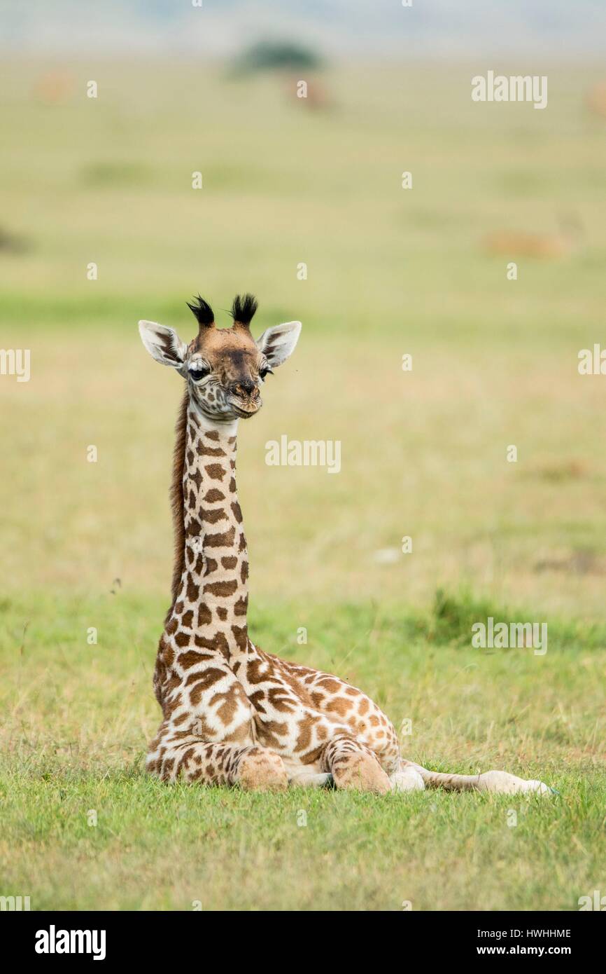 Kenya, Masai-Mara Game Reserve, Girafe masai (Giraffa camelopardalis), baby resting Stock Photo