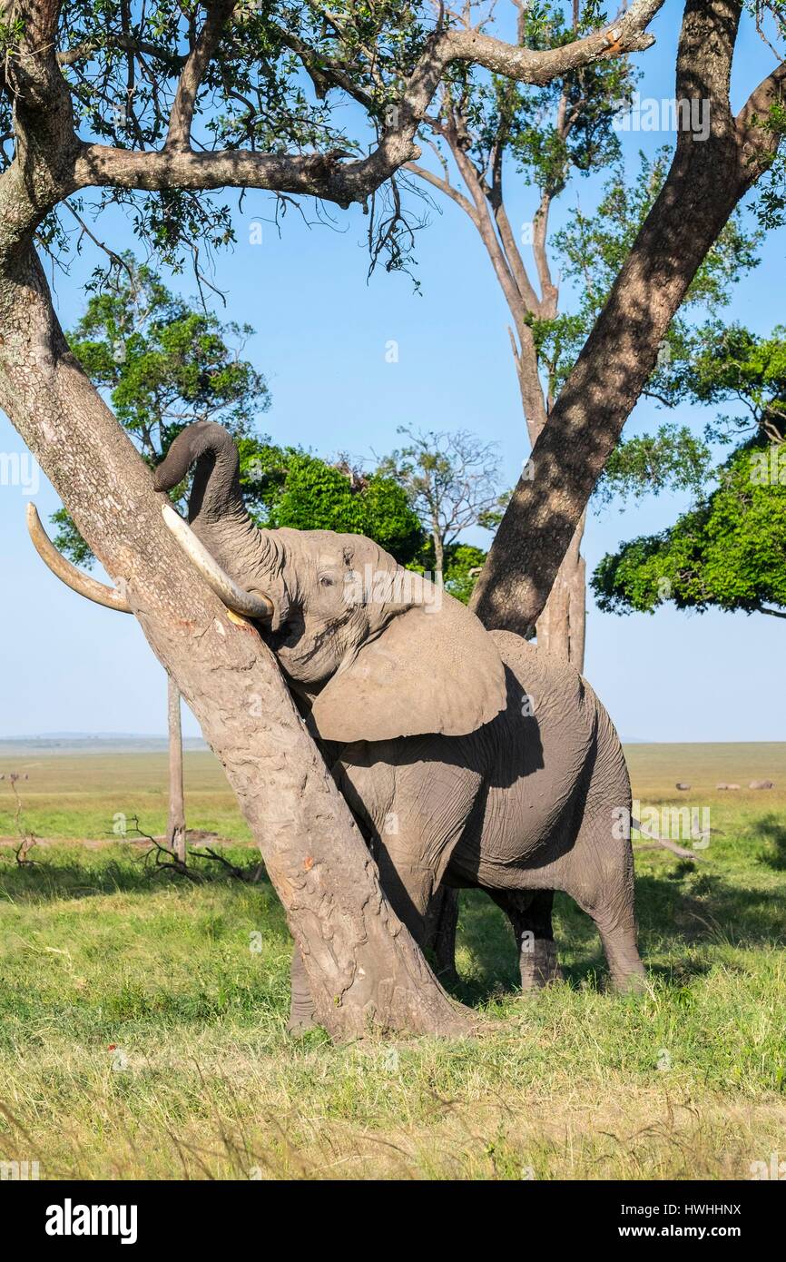 Kenya, Masai-Mara Game Reserve, Elephant (Loxodonta africana), male with an Argos monitor in Musiara marsh rubbing itself against a tree Stock Photo