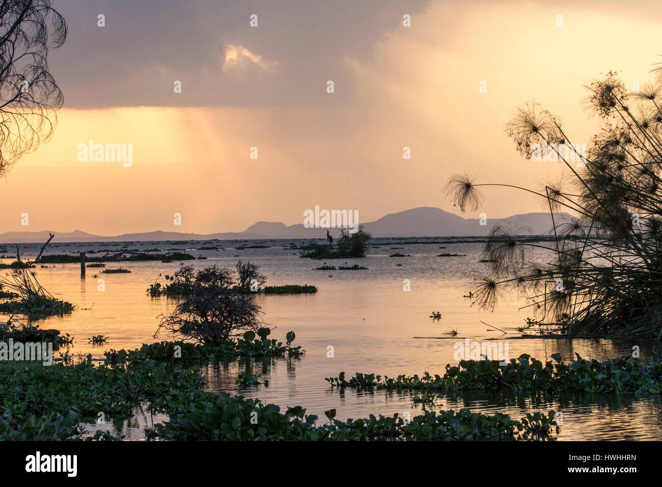 Kenya Lake Naivasha Hi res Stock Photography And Images Alamy kenya-lake-naivasha-hi-res-stock-photography-and-images-alamy